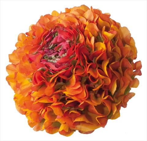 Photo de variété de fleurs à utiliser comme:  Ranunculus asiaticus Pon-Pon® Trilly