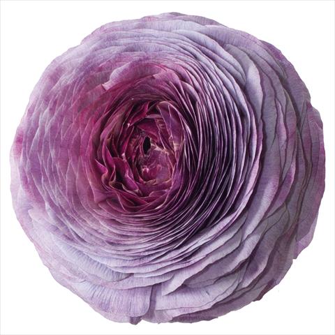 Photo de variété de fleurs à utiliser comme:  Ranunculus asiaticus Success® Magic