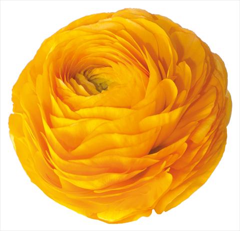 photo of flower to be used as:   Ranunculus asiaticus Success® Pareo