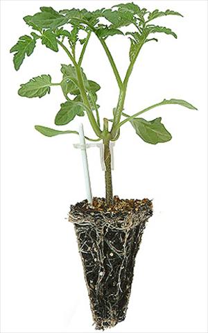 Photo de variété de fleurs à utiliser comme: Pot, Plante à massif, patio Solanum lycopersicum (pomodoro) Pomodoro 1736