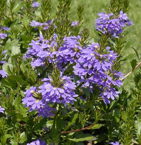 Photo de variété de fleurs à utiliser comme: Plante à massif, pot ou Suspension Scaevola aemula Fandaneger