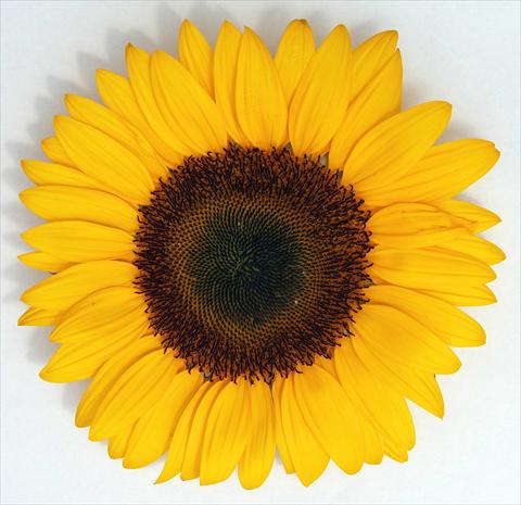Photo de variété de fleurs à utiliser comme: Fleur coupée Helianthus annuus Bingo