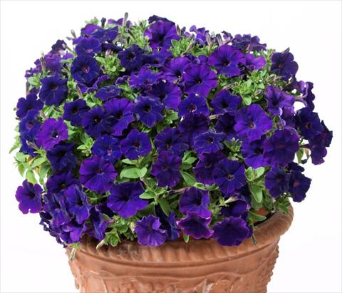 Photo de variété de fleurs à utiliser comme: Pot, Plante à massif, patio, Suspension Petunia multiflora Baby Gioconda Blue