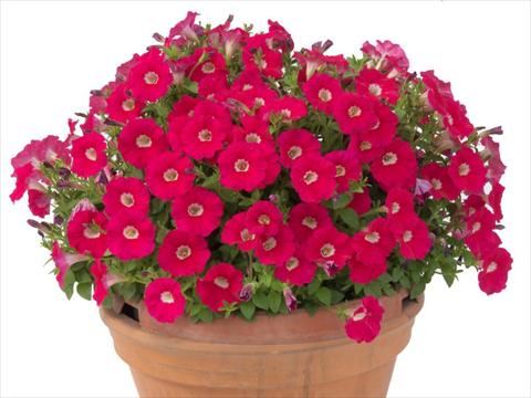 Photo de variété de fleurs à utiliser comme: Pot, Plante à massif, patio, Suspension Petunia multiflora Baby Gioconda Deep Rose