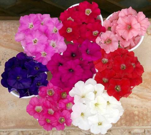 Photo de variété de fleurs à utiliser comme: Pot, Plante à massif, patio, Suspension Petunia multiflora Baby Gioconda Mixed