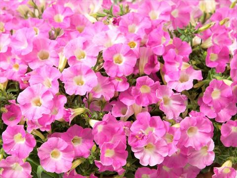 Photo de variété de fleurs à utiliser comme: Pot, Plante à massif, patio, Suspension Petunia multiflora Baby Gioconda Pale Rose