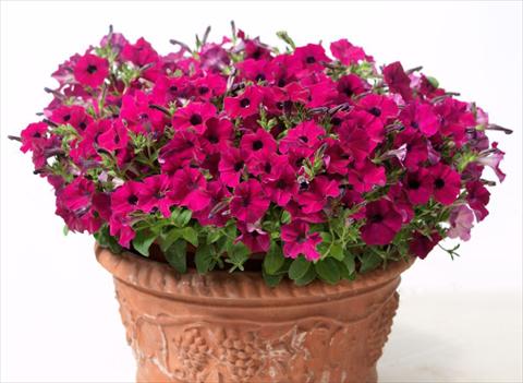 Photo de variété de fleurs à utiliser comme: Plante à massif, pot ou Suspension Petunia hybrida Baby Gioconda Purple