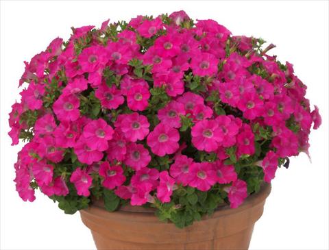 Photo de variété de fleurs à utiliser comme: Pot, Plante à massif, patio, Suspension Petunia multiflora Baby Gioconda Rose