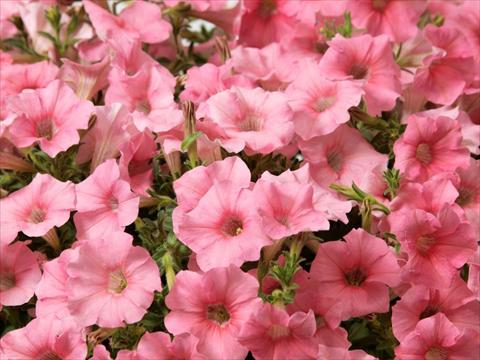 Photo de variété de fleurs à utiliser comme: Pot, Plante à massif, patio, Suspension Petunia multiflora Baby Gioconda Salmon