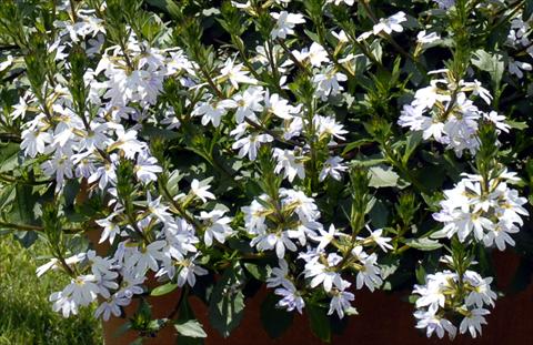 Photo de variété de fleurs à utiliser comme: Plante à massif, pot ou Suspension Scaevola aemula White Fan