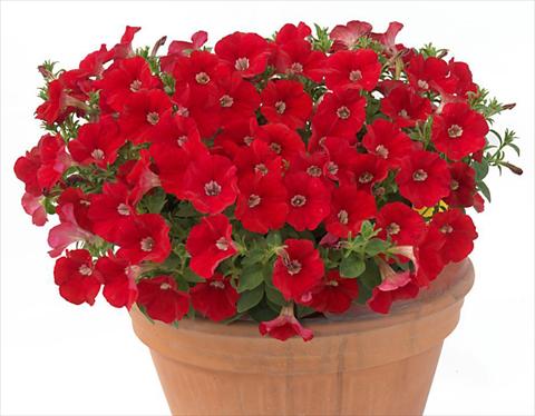 Photo de variété de fleurs à utiliser comme: Pot, Plante à massif, patio, Suspension Petunia multiflora Baby Gioconda Scarlet