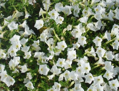 Photo de variété de fleurs à utiliser comme: Pot, Plante à massif, patio, Suspension Petunia multiflora Baby Gioconda White