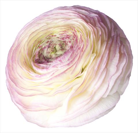Photo de variété de fleurs à utiliser comme:  Ranunculus asiaticus Success® Felicidade