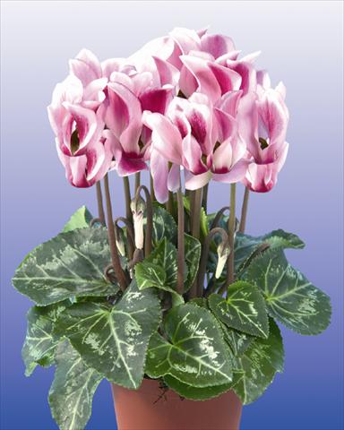 Photo de variété de fleurs à utiliser comme: Pot et Plante à massif Cyclamen persicum mini Super Serie Compact Spotted