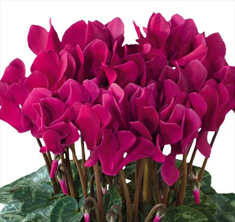 Photo de variété de fleurs à utiliser comme: Pot et Plante à massif Cyclamen persicum midi Tianis® F1 Magenta