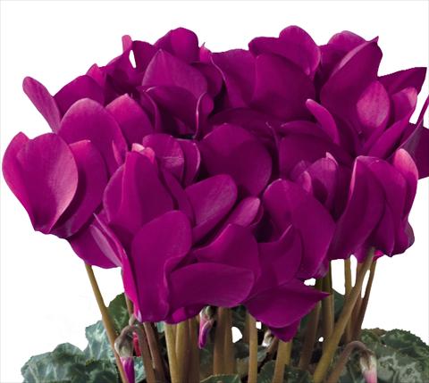 Photo de variété de fleurs à utiliser comme: Pot et Plante à massif Cyclamen persicum midi Tianis® F1 Violet Foncé