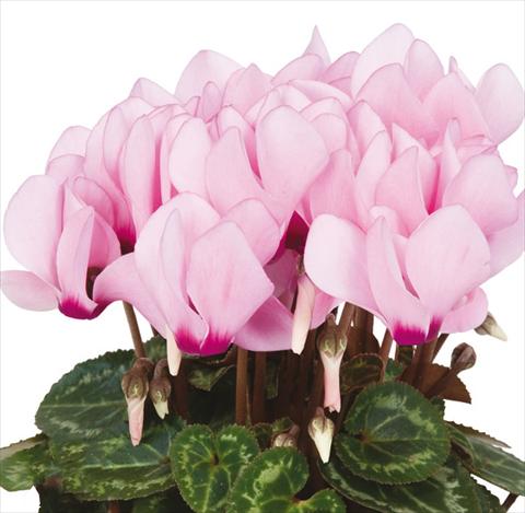 Photo de variété de fleurs à utiliser comme: Pot Cyclamen persicum mini Super Serie®s Compact F1 Pink with eye