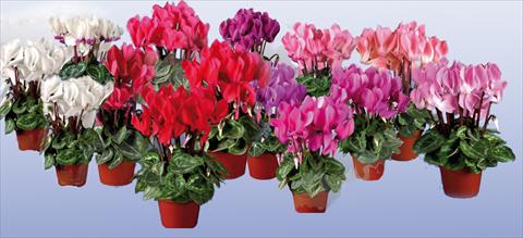 Photo de variété de fleurs à utiliser comme: Pot Cyclamen persicum mini Super Serie®s Micro F1