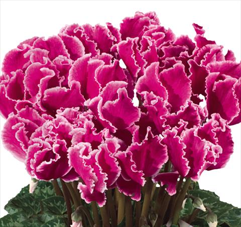 Photo de variété de fleurs à utiliser comme: Suspension / pot Cyclamen persicum Halios® F1 Curly® Magenta Lisere