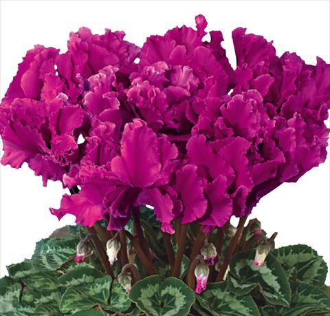 Photo de variété de fleurs à utiliser comme: Suspension / pot Cyclamen persicum Halios® F1 Curly® Violet Foncé