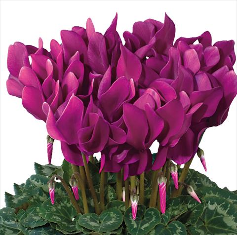 Photo de variété de fleurs à utiliser comme: Suspension / pot Cyclamen persicum Latinia® F1 Violet