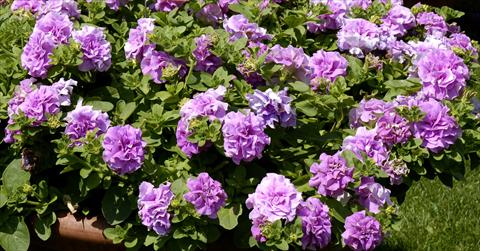Photo de variété de fleurs à utiliser comme: Suspension / pot Petunia pendula Surfinia® Double Lilac