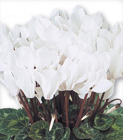 Photo de variété de fleurs à utiliser comme: Suspension / pot Cyclamen persicum Premium F1 Blanc Pur Compact