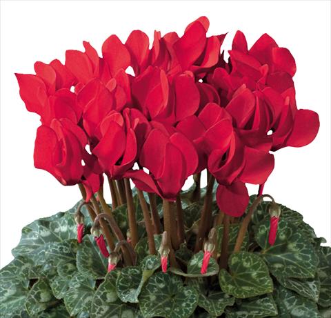 Photo de variété de fleurs à utiliser comme: Suspension / pot Cyclamen persicum Premium F1 Rouge Vif evolution exp