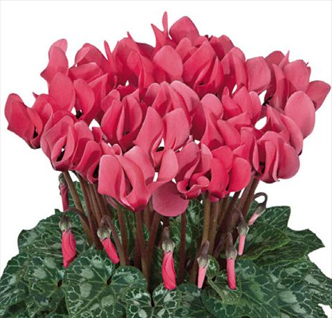 Photo de variété de fleurs à utiliser comme: Suspension / pot Cyclamen persicum Premium F1 Saumon a oeil evolution
