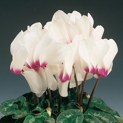 Photo de variété de fleurs à utiliser comme: Suspension / pot Cyclamen persicum Rainier™ F1 White with eye