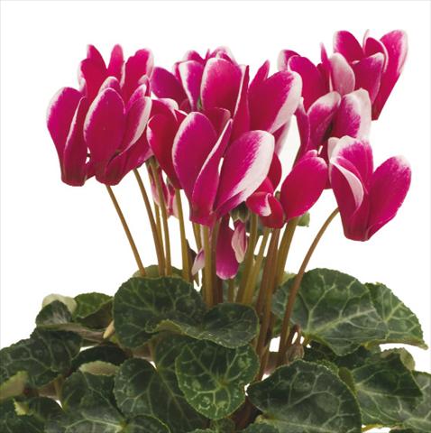 Photo de variété de fleurs à utiliser comme: Suspension / pot Cyclamen persicum Snowridge F1 Purple