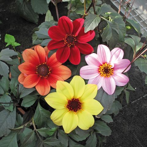 Photo de variété de fleurs à utiliser comme: Pot et Plante à massif Dahlia Patio foglia scura