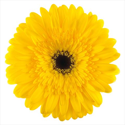 Photo de variété de fleurs à utiliser comme:  Gerbera jamesonii Amico®