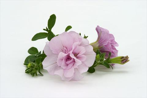 Photo de variété de fleurs à utiliser comme: Suspension / pot Petunia pendula Surfinia® Double Pink