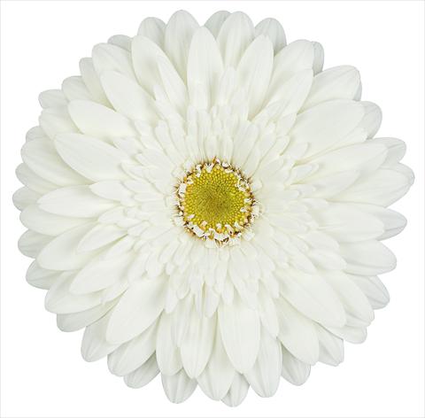 Photo de variété de fleurs à utiliser comme: Fleur coupée Gerbera jamesonii Balance®