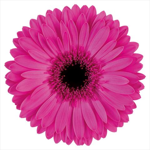 Photo de variété de fleurs à utiliser comme:  Gerbera jamesonii Bravoure®