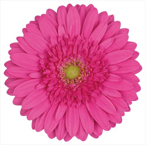 Photo de variété de fleurs à utiliser comme: Fleur coupée Gerbera jamesonii Cacharelle®