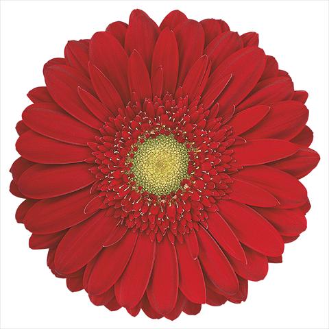 Photo de variété de fleurs à utiliser comme: Fleur coupée Gerbera jamesonii Carambole®