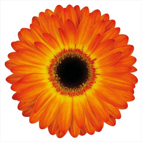 Photo de variété de fleurs à utiliser comme: Fleur coupée Gerbera jamesonii Entourage®