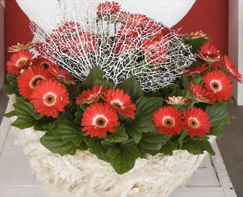Photo de variété de fleurs à utiliser comme: Pot Gerbera jamesonii Flori Line® Eyecatcher Winter theme