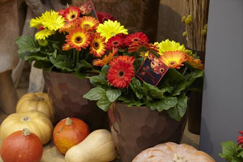 Photo de variété de fleurs à utiliser comme: Pot Gerbera jamesonii Flori Line® Fireball Halloween mix