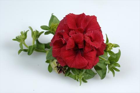 Photo de variété de fleurs à utiliser comme: Suspension / pot Petunia pendula Surfinia® Double Red
