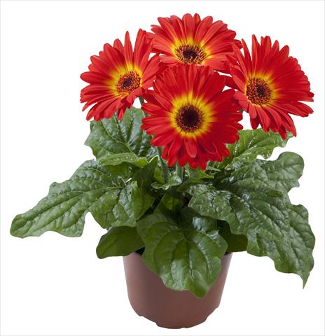 Photo de variété de fleurs à utiliser comme: Pot Gerbera jamesonii Flori Line® Midi Dark Fireball
