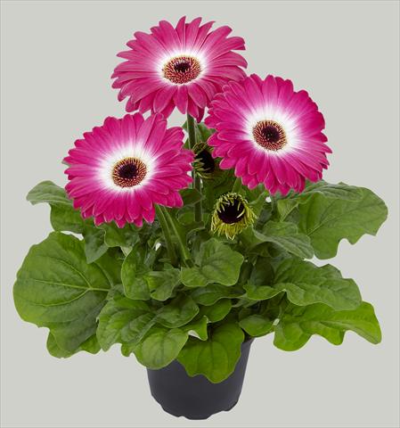 Photo de variété de fleurs à utiliser comme: Pot Gerbera jamesonii Flori Line® Midi Eyecatcher Purple