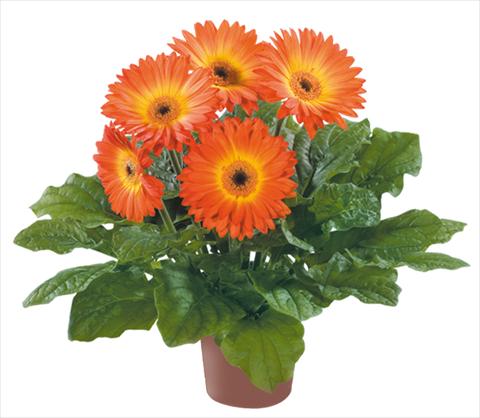 Photo de variété de fleurs à utiliser comme: Pot Gerbera jamesonii Flori Line® Midi Fireball