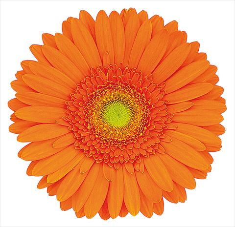 photo of flower to be used as: Cutflower Gerbera jamesonii Mexx®