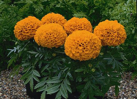 Photo de variété de fleurs à utiliser comme: Pot et Plante à massif Tagetes patula Antigue Orange