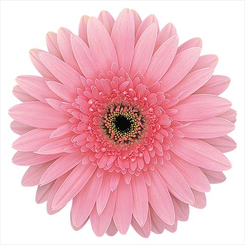 Photo de variété de fleurs à utiliser comme: Fleur coupée Gerbera jamesonii Rosalin®