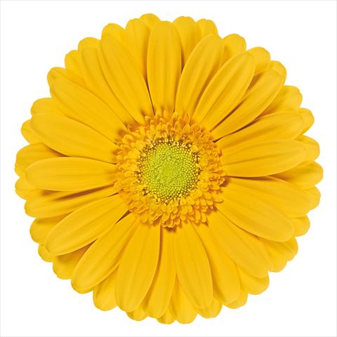Photo de variété de fleurs à utiliser comme: Fleur coupée Gerbera jamesonii Stella®
