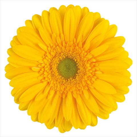 Photo de variété de fleurs à utiliser comme:  Gerbera jamesonii Submarine®